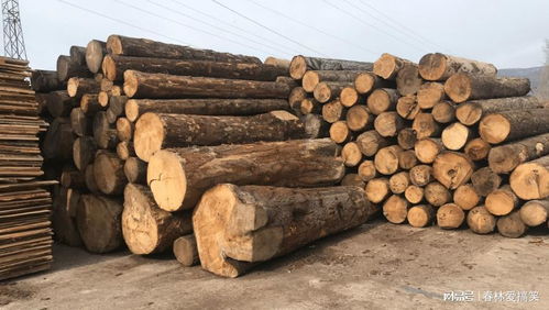 法國林業補貼背后的生態悖論 應對樹皮甲蟲危機，砍伐還是保護？