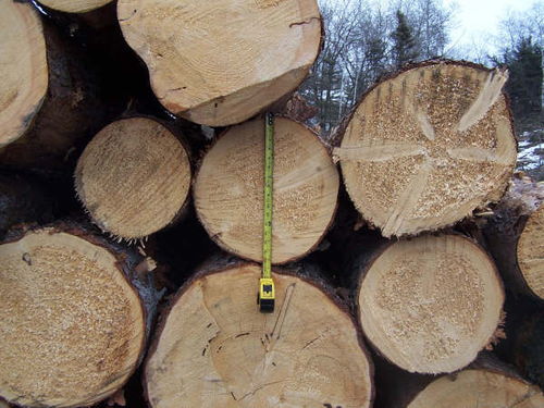 原木價格飆升至25年峰值 市場震蕩與未來展望