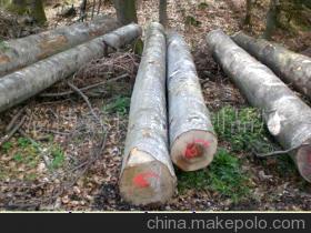 櫸木 從原木到精品，走進(jìn)淄博鑫良包裝制品廠